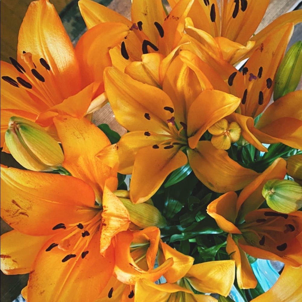 Meet your Posher, Julia